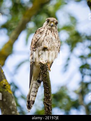 Un kestrel commun (Falco tinnunculus) dans la réserve naturelle des terres agricoles de Beddington à Sutton, Londres. Banque D'Images