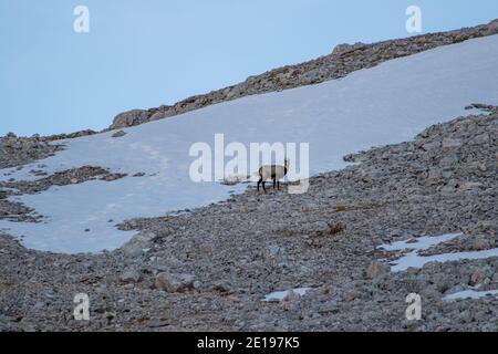 La chamoise dans les montagnes couvertes de neige Banque D'Images