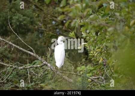 Little Egret roosting dans les buissons, Port Carlisle, Cumbria Banque D'Images