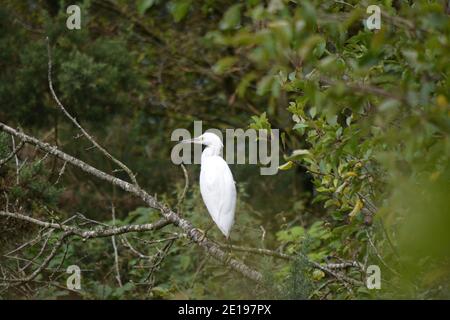 Little Egret roosting dans les buissons, Port Carlisle, Cumbria Banque D'Images