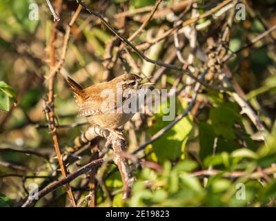 Un wren (troglodytes troglodytes) vu dans la réserve naturelle des terres agricoles de Beddington à Sutton, Londres. Banque D'Images