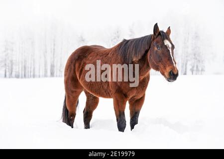 Marche à cheval brun foncé sur la neige, trois flous en arrière-plan Banque D'Images