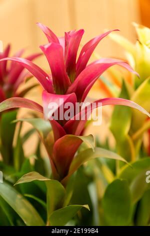 Guzmania lingulata fleurs gros plan. Plantes tropicales de Bromeliad multicolores Banque D'Images