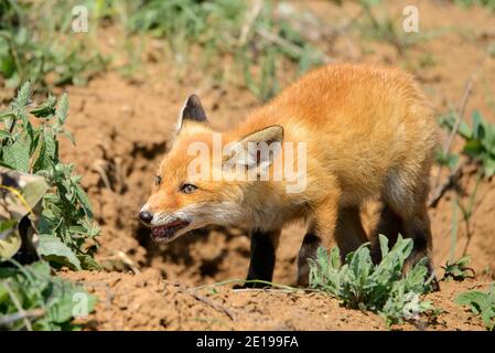 Petit renard rouge près de son trou. Vulpes vulpes. Banque D'Images
