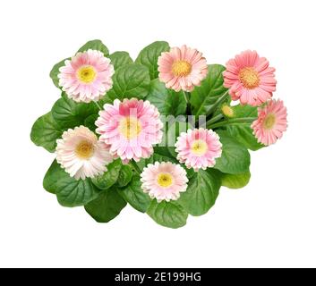 Gerbera rose fleurs avec feuilles, isolé sur fond blanc, vue de l'oiseau Banque D'Images