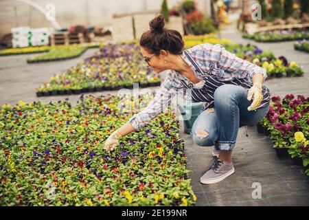 Fleuriste pleine de sourire travailleuse féminine accroupissant et vérifiant les fleurs en fleurs à l'extérieur de la serre. Banque D'Images