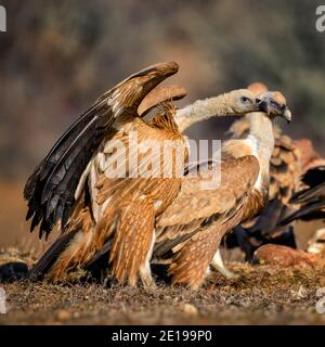 Deux vautour de griffon (Gyps fulvus). Banque D'Images