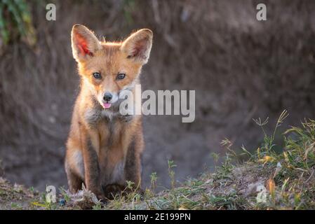 Petit renard rouge assis près de sa terriers avec sa langue pendante. Vulpes vulpes. Banque D'Images