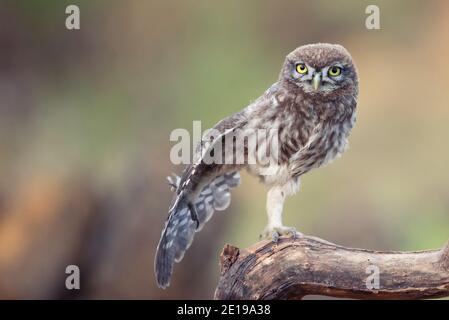 Le jeune petit hibou, Athene noctua, se tient sur un bâton et répand son aile. Banque D'Images