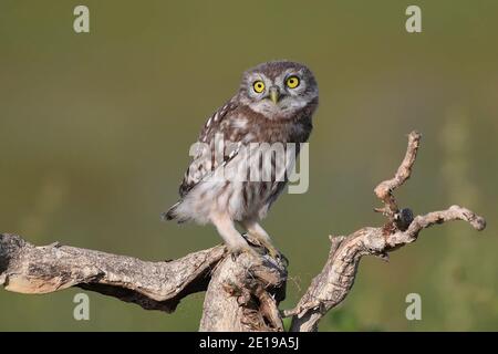 Le jeune petit hibou, Athene noctua, se dresse sur une branche sèche sur un beau fond d'été. Banque D'Images