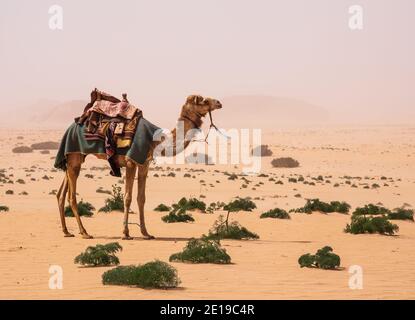 Désert de Wadi Rum, Jordanie. Un chameau dans le désert blanc. Banque D'Images