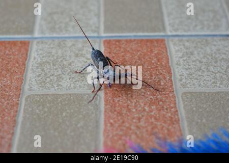 fouetter le scorpion sur les carreaux de plancher Banque D'Images