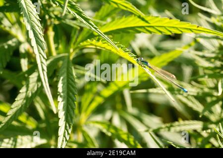 feuilles de cannabis sur la ferme de champ de marijuana sativa herbe de chanvre hash plantation pour usage médical légal ou illégal de fumée et thc cbd ad avec feuille de ganja Banque D'Images