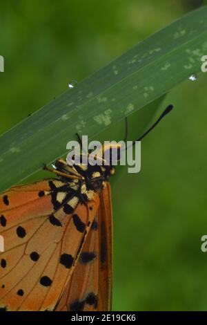 Vue rapprochée du papillon de coster de Tawny perché sur un green herbe Banque D'Images