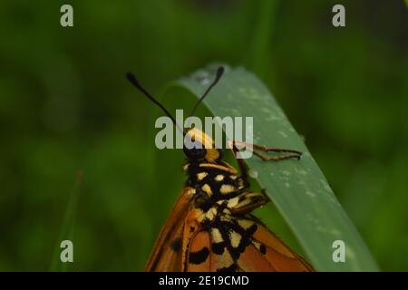 Vue rapprochée du papillon de coster de Tawny perché sur un green herbe Banque D'Images