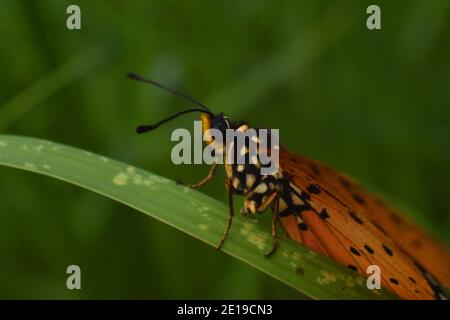 Vue rapprochée du papillon de coster de Tawny perché sur un green herbe Banque D'Images