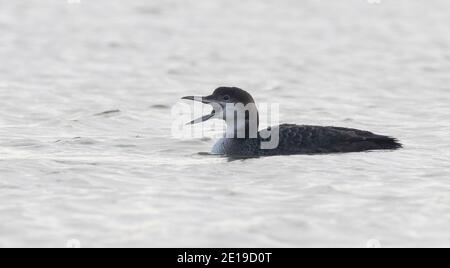 Great Northern Diver amener un rassemblement d'ornithologues à Pitsford RES depuis Noël Banque D'Images