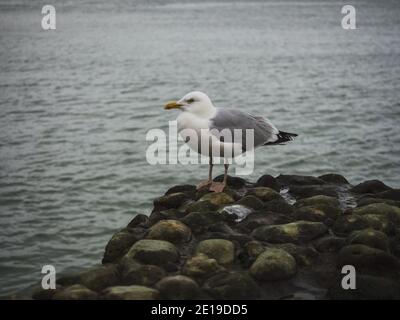 Vue latérale du Goéland à harengs européen adulte larus argentatus assis Sur le barrage en pierre d'Etretat Normandie France en Europe Banque D'Images
