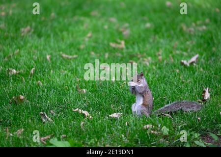 L'écureuil est debout dans l'herbe et frotte son nez avec les deux jambes avant. Il y a beaucoup de feuilles dans l'herbe Banque D'Images