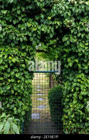 Hélice Ivy Hedera poussant au-dessus de la porte de jardin Banque D'Images