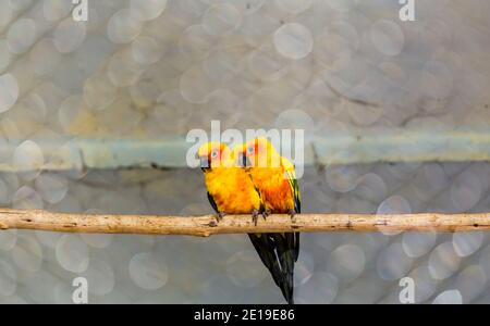 Deux parakeets du soleil (Aratinga solstitialis), également connu sous le nom de la conure du soleil vue comme un amoureux pair dans le jardin du zoo de Mysore, district de Karnataka, Inde. Tél Banque D'Images