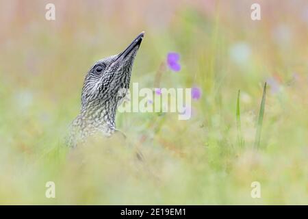 Pic vert européen parmi les fleurs (Picus viridis) Banque D'Images