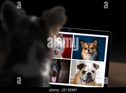 Chiens ayant une téléconférence en ligne. Travailler à la maison concept drôle. Banque D'Images
