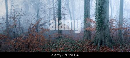 Belle photo de nature incroyable paysage d'arbres dans un bois, des bois dans des conditions météorologiques brumeuses brumeuses, brouillard épais et brume mystérieuse scène atmosphérique sinistre, Angleterre, Royaume-Uni Banque D'Images