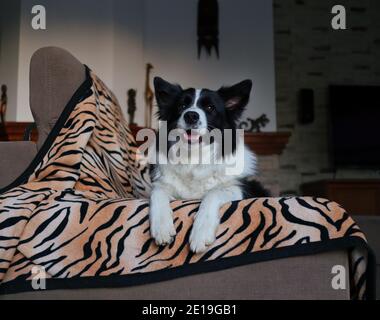 Adorable bordure Collie repose sur un canapé avec couverture. Chien noir et blanc à l'intérieur. Banque D'Images