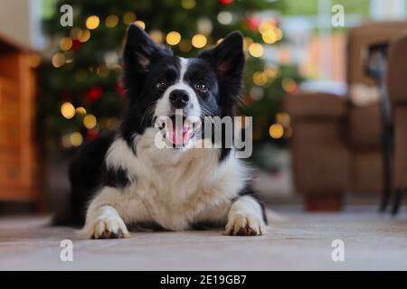 Happy Border Collie se trouve à l'étage devant le sapin de Noël. Chien noir et blanc joyeux dans le salon. Banque D'Images