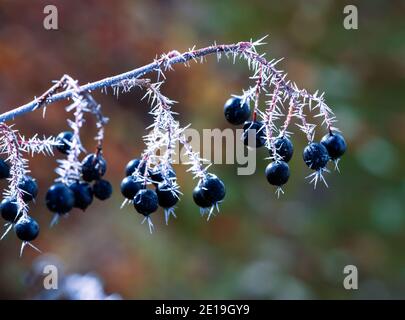 Baies aronia noires dépolies recouvertes de criques de glace Banque D'Images