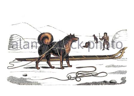 Husky et SLED d'Eskimo, illustration ancienne de 1825 Banque D'Images