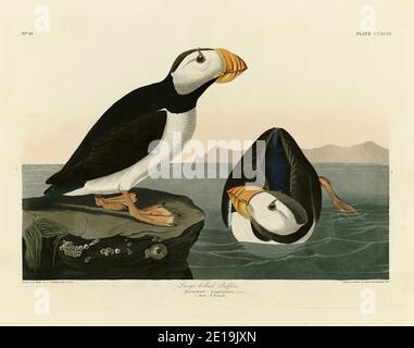 Planche 293 Grand Puffin à bec (Puffin à cornes) The Birds of America folio (1827–1839) - John James Audubon, image éditée de très haute résolution et de qualité Banque D'Images