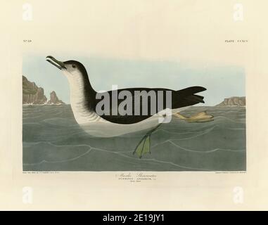 Planche 295 Manks Shearwater (Manx Shearwater) The Birds of America folio (1827–1839) John James Audubon, image éditée de très haute résolution et de qualité Banque D'Images