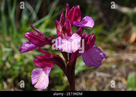 Fleur pourpre d'Orchis papilionacea, l'orchidée papillon, en Crète en Grèce, vue frontale avec fond naturel Banque D'Images