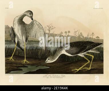 Planche 308 Tell-Tale Godwit ou Snipe (Greater Yellowlegs) The Birds of America folio (1827–1839) de John James Audubon, image haute résolution / qualité Banque D'Images