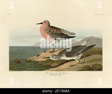 Planche 315 Sandpiper à poitrine rouge (nœud rouge) le folio Birds of America (1827–1839) de John James Audubon, image éditée de très haute résolution et de qualité Banque D'Images