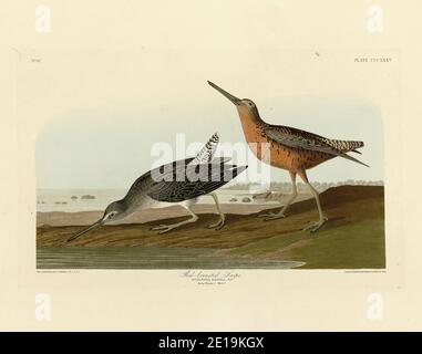 Planche 335 Red-Rasted Snipe (Dowitcher à bec court) The Birds of America folio (1827–1839) de John James Audubon, image haute résolution et de qualité Banque D'Images