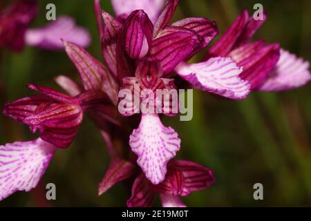 Fleur pourpre d'Orchis papilionacea, l'orchidée papillon, en Crète en Grèce, vue frontale avec fond naturel Banque D'Images