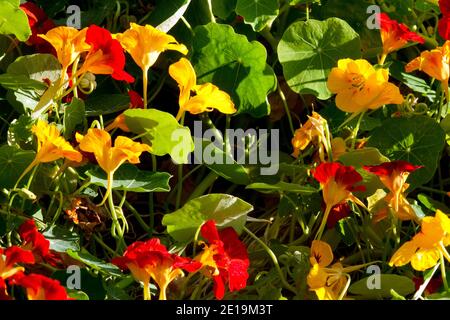 Fleurs et feuilles de nasturtium jaune rouge Tropaeolum majus plante comestible Banque D'Images