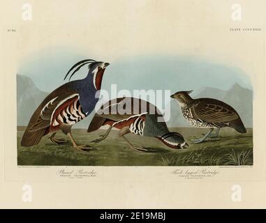 Planche 423 Partridge à plumes, Partridge à pattes épaisses (Quail de montagne) folio des oiseaux d'Amérique (1827-1839) - John James Audubon, image haute résolution Banque D'Images