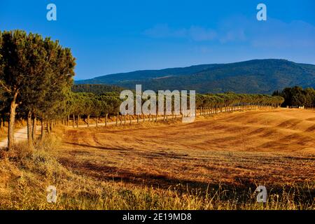 vallée de l'Orcia paysage avec chemin de pins à Sienne Province Toscane région Italie site touristique Banque D'Images