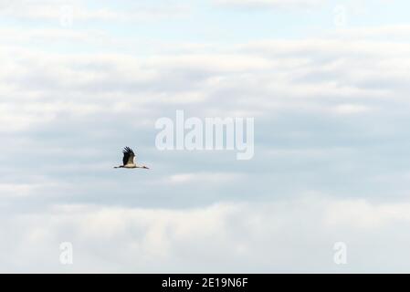 Stork volant dans un ciel bleu avec des nuages. Paysage, économiseur d'écran, arrière-plan, papier peint. Banque D'Images