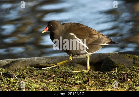 Le Moorhen est un site commun dans les villes et villages autour de l'Europe où ils se sont adaptés aux étangs et aux lacs dans les zones municipales. Banque D'Images