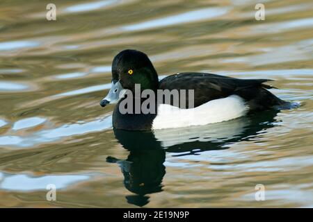 Le plus courant des canards plongeurs sur les voies d'eau britanniques, un mâle ou un canard touffeté drake nage entre les creux d'alimentation et jette son reflet Banque D'Images