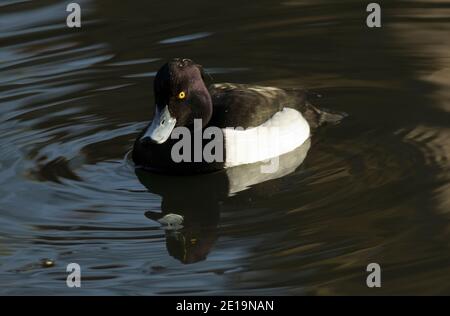 Le plus courant des canards plongeurs sur les voies d'eau britanniques, un mâle ou un canard touffeté drake nage entre les creux d'alimentation et jette son reflet Banque D'Images