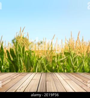 Bois rustique vide avec fond de champ de maïs flou. Prêt à mettre le produit en démonstration. Concept de montage avec espace de copie. Platine en bois pour les objets prés Banque D'Images