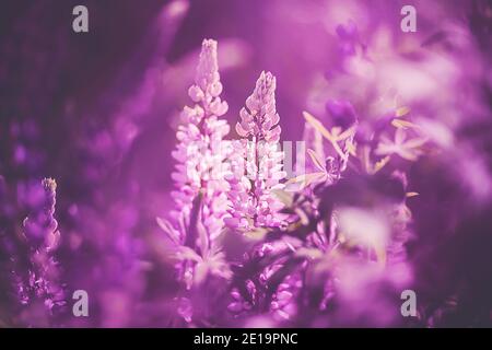 Des fleurs lupin parfumées rose vif poussent dans le jardin, illuminées par la lumière chaude du soleil en été. Banque D'Images