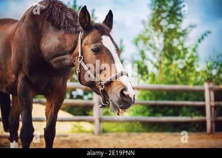 Un beau cheval de baie mange du foin sec dans un enclos dans une ferme lors d'une journée d'été claire. Bétail. Banque D'Images