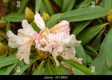 Rhododendron Nobleanum (groupe album), floraison en milieu d'hiver, portrait de fleurs naturelles en gros plan Banque D'Images